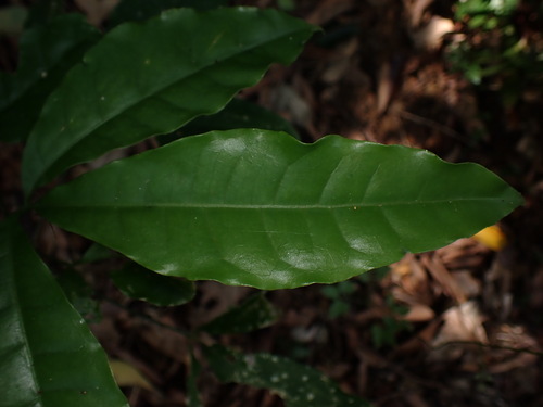 Image of Melicope pteleifolia by (c) W Rao, some rights reserved (CC BY)