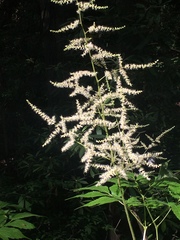 Astilbe biternata