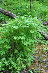 Corydalis gigantea