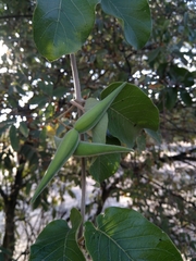 Tacazzea apiculata
