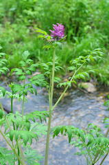 Corydalis gigantea
