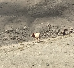 Canis lupus filchneri