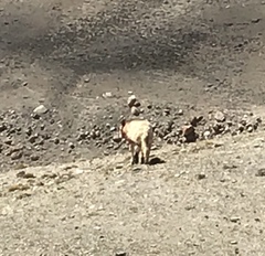 Canis lupus filchneri