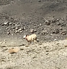 Canis lupus filchneri