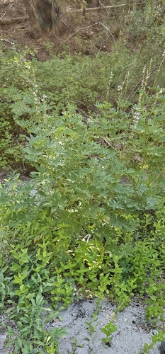 iNaturalist observation photo of Broadleaf Lupine