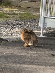 Lepus europaeus
