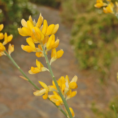 Genista thyrrena