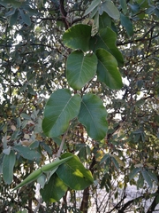 Tacazzea apiculata