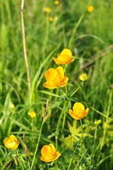 Trollius ledebourii
