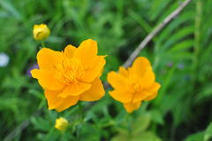 Trollius ledebourii
