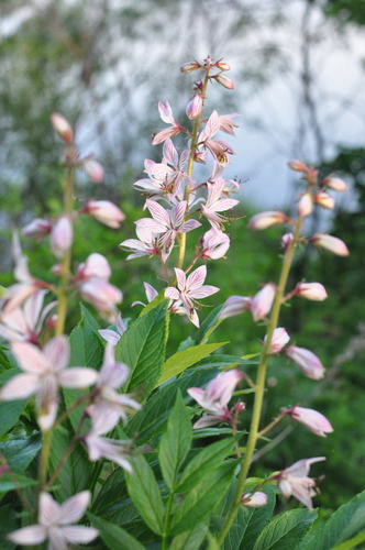 Image of Burning-Bush (Dictamnus dasycarpus) by no rights reserved