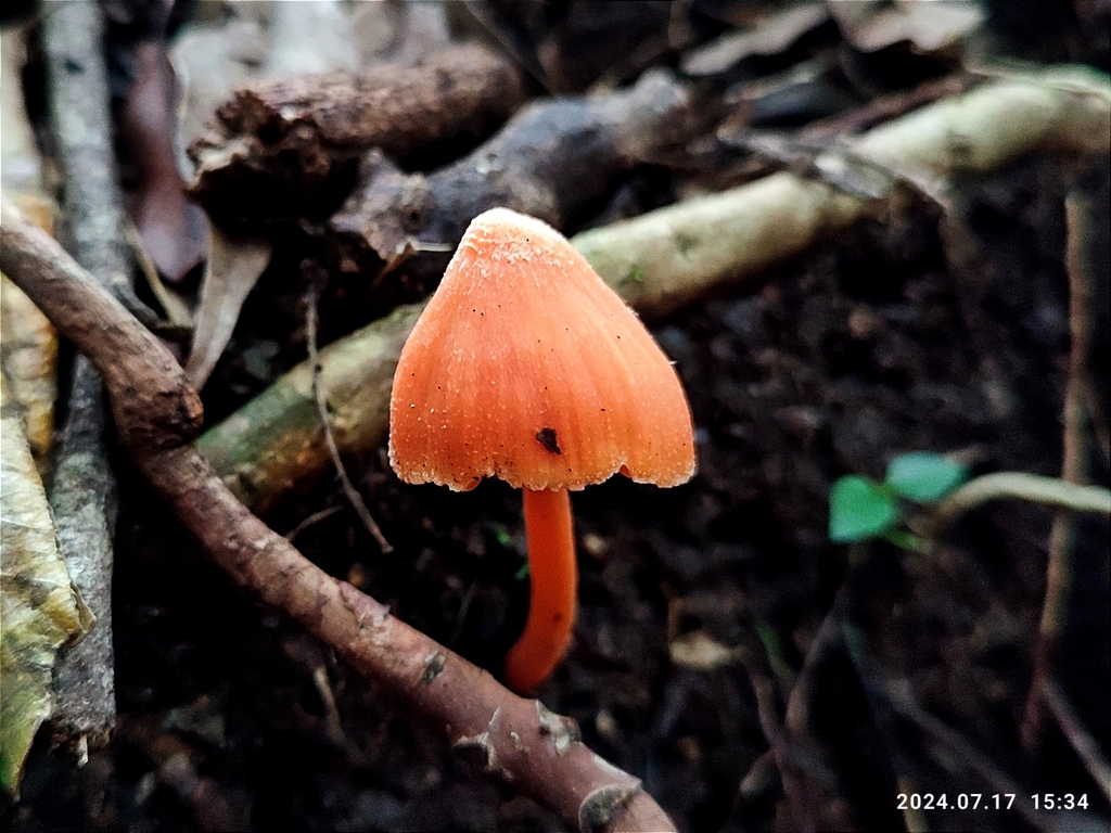 Entoloma quadratum