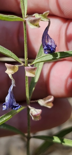 iNaturalist observation photo of Grayleaf Skullcap