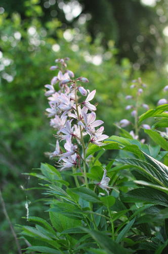 Image of Burning-Bush (Dictamnus dasycarpus) by no rights reserved