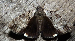 Catocala andromedae
