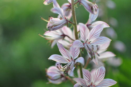 Image of Burning-Bush (Dictamnus dasycarpus) by no rights reserved