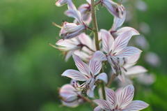 Dictamnus dasycarpus