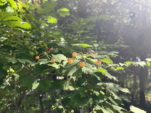 guelder-rose