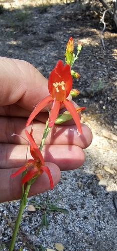 iNaturalist observation photo of San Gabriel beardtongue