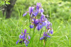 Iris sanguinea