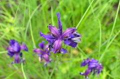 Iris sanguinea