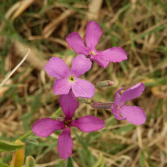 Matthiola incana rupestris
