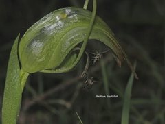 Pterostylis × ingens