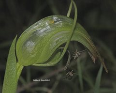 Pterostylis × ingens