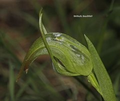 Pterostylis × ingens
