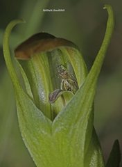 Pterostylis × ingens