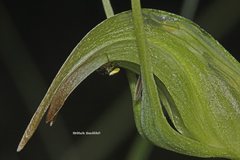 Pterostylis × ingens