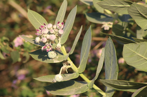 giant milkweed