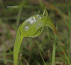 Pterostylis × ingens