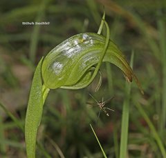 Pterostylis × ingens