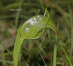 Pterostylis × ingens