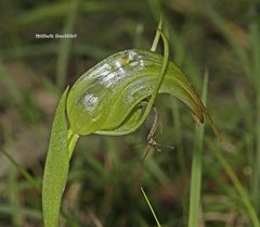 Pterostylis × ingens