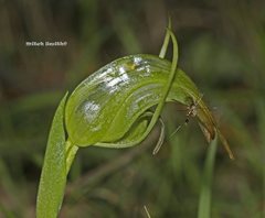 Pterostylis × ingens