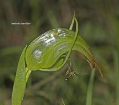 Pterostylis × ingens