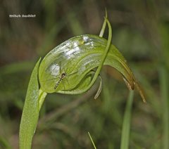 Pterostylis × ingens