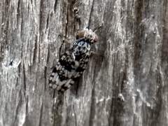 Pseudotephritis corticalis