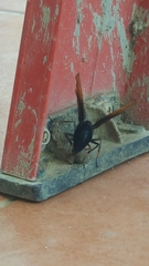 Delta pyriforme circinale