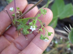 Eucrypta chrysanthemifolia bipinnatifida