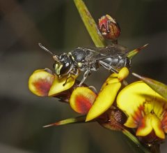 Hylaeus scutaticornis