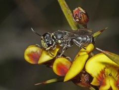 Hylaeus scutaticornis