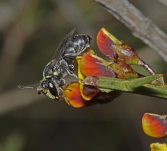 Hylaeus scutaticornis