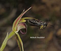 Caladenia fitzgeraldii