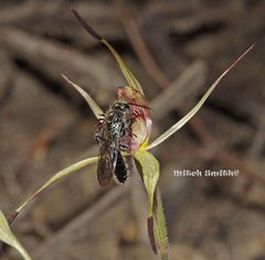 Caladenia fitzgeraldii