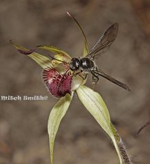 Caladenia fitzgeraldii
