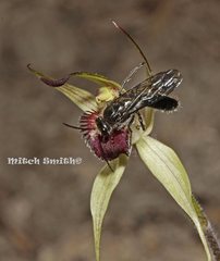 Caladenia fitzgeraldii