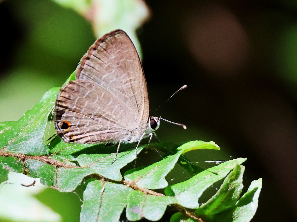 Purple Cerulean from Cairns QLD, Australia on July 18, 2024 at 11:33 AM ...